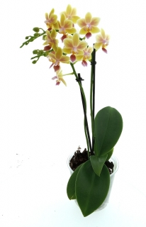 Phalaenopsis (Ambo Choon x Be Tris) "Sunny Smell" - vonící