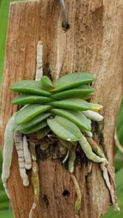 Schoenorchis fragrans