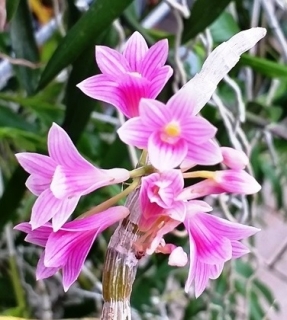 Dendrobium miyakei (goldschmidtianum)