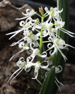 Dendrobium wassellii (Dockrillia wassellii) 