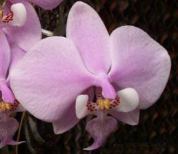 Phalaenopsis schilleriana Miki