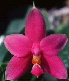 Phalaenopsis violacea Red - květy voní, nyní nekvetoucí