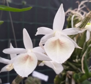 Dendrobium cretaceum - navázána