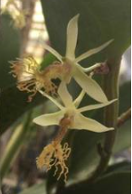 Flickingeria angulata