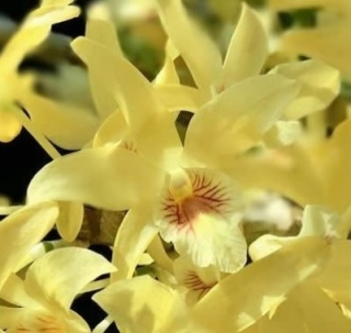 Dendrobium nobile Stardust ´Chyomi'