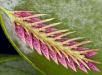 Pleurothallis (Acianthera) pectinata