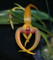 Bulbophyllum Micah Maetani (echinolabium x dearei)