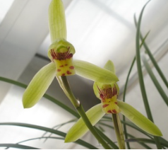 Cymbidium goeringii