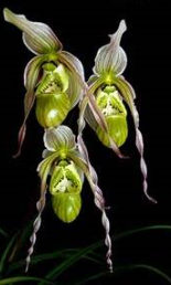 Phragmipedium ´Mem. Garren Weaver´ (pearcei x wallisii)