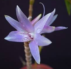 Dendrobium ceraula Blue
