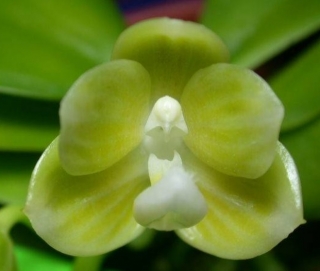 Phalaenopsis javanica var. alba