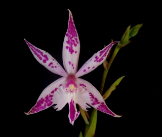 Epidendrum criniferum x Barkeria (spectabilis x lindley) 