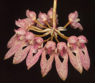 Bulbophyllum dentiferum 