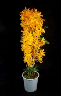 Dendrobium nobile Stardust 'Firebird´