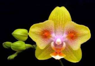 Phalaenopsis (Brother Sahra Gold x Chiada Spark) ES