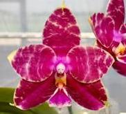 Phalaenopsis Allian Princess Gelb