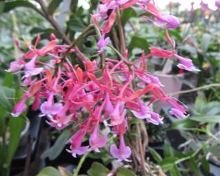 Epidendrum capricornu