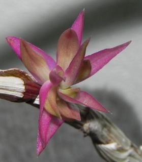 Dendrobium detiolatum