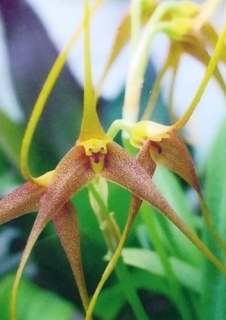 Masdevallia cinnamomea