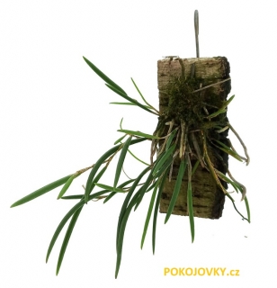 Dockrillia striolata (Dendrobium striolatum)- navázána