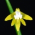 Dockrillia striolata var. chrysantha 