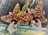 Stanhopea hernandezii