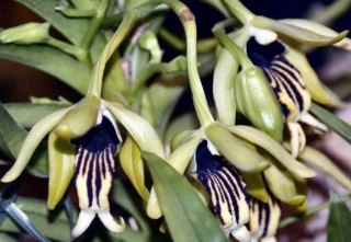 Vanda cristata - navázána