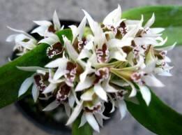 Dendrobium peguanum 