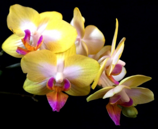 Phalaenopsis Yen Shuai Sweet Girl Shiny Girl