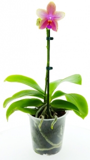 Phalaenopsis Liodoro