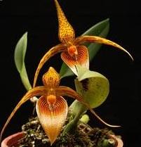 Bulbophyllum inunctum
