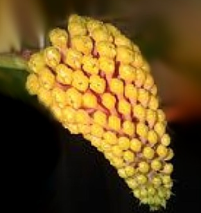 Robiquetia cerina Yellow