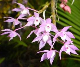 Dendrobium hercoglossum 