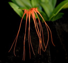 Bulbophyllum tingabarinum (pecten-veneris)