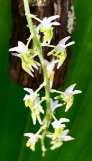 Dipteranthus pellucidus