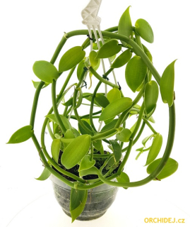 VANILKA - Vanilla planifolia