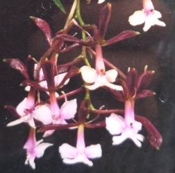 Epidendrum englerianum