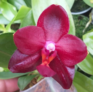 Phalaenopsis Allura Ruby Daimond - květy voní