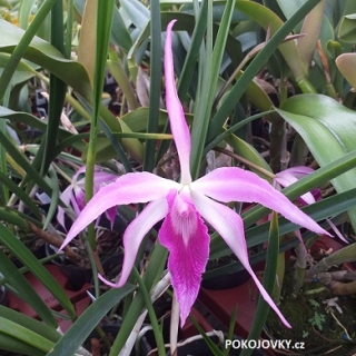 Brassavola Amethyst