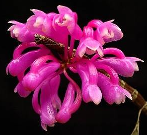 Dendrobium erosum