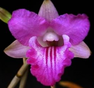 Dendrobium lancifolium