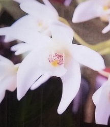 Dendrobium falcorostrum