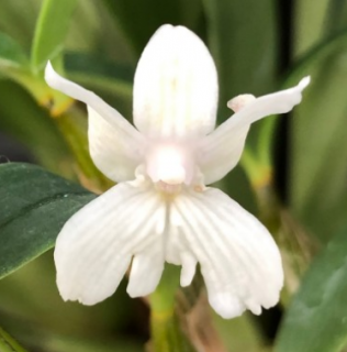Dendrobium Niep Snowstorm´ (Nora Tokunaga x aberrans) x aberrans
