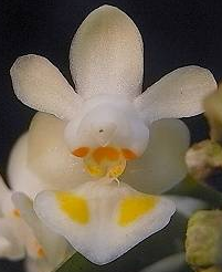 Phalaenopsis thailandica Yellow lip