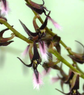 Bulbophyllum miniatum 