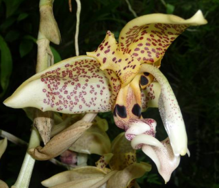 Stanhopea dodsoniana