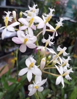 Epidendrum radicans White