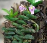 Schoenorchis pygmea