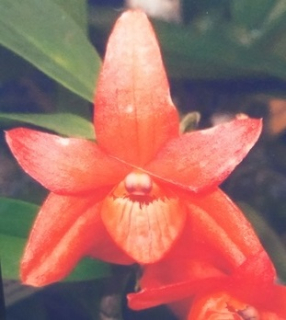 Dendrobium oreodoxa