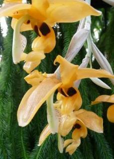 Stanhopea anfracta